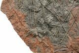 Crinoid (Scyphocrinites) Plate - Museum Quality Display #133089-5